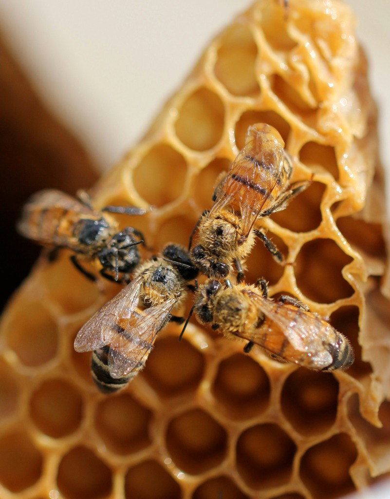 Honey comb dripping with fresh honey