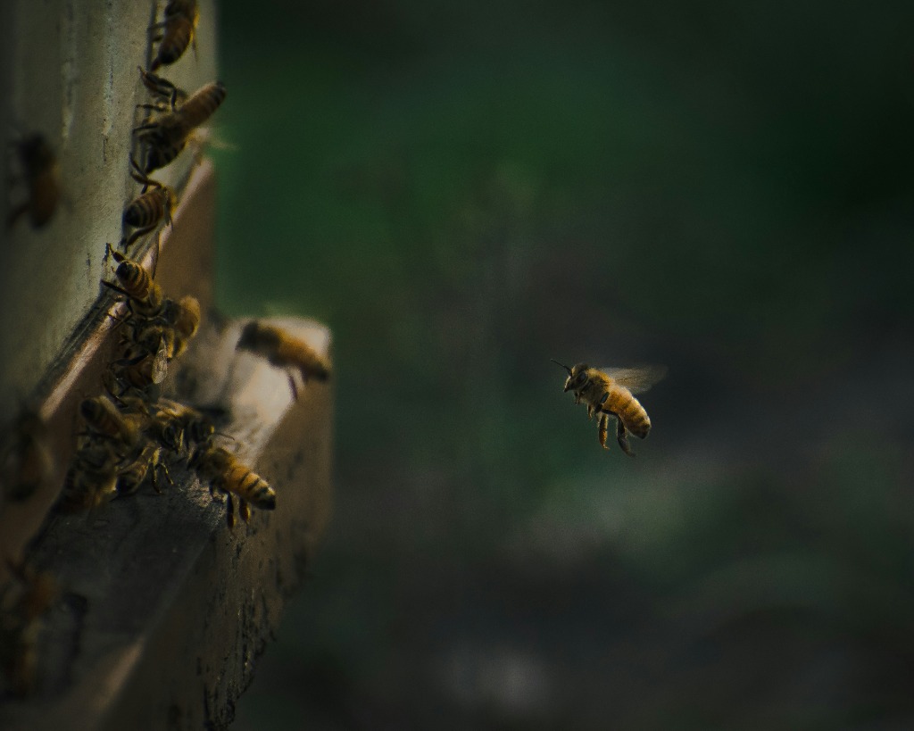 Active honey bees landing on hive slot