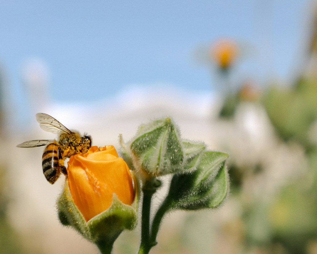 Active honey bee pollinating flower